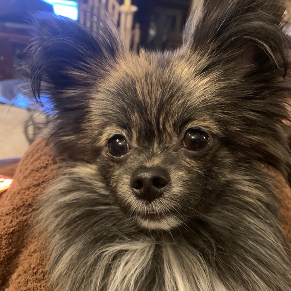 Meet your Posher, Anissa - Picture 1 of 1